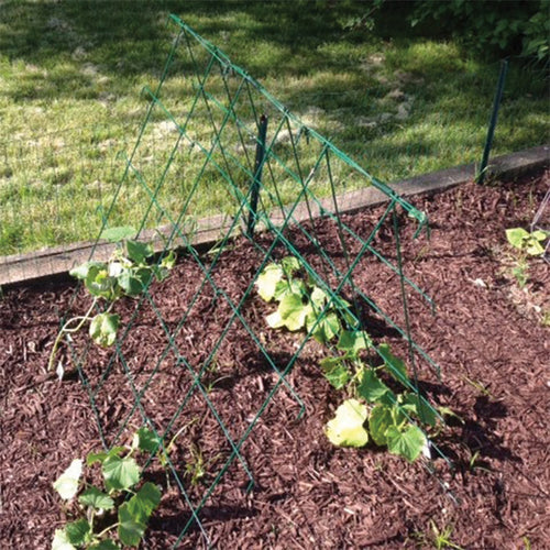  A-Frame Cucumber Trellis