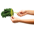  LooseLeaf&trade; Kale And Greens Stripper