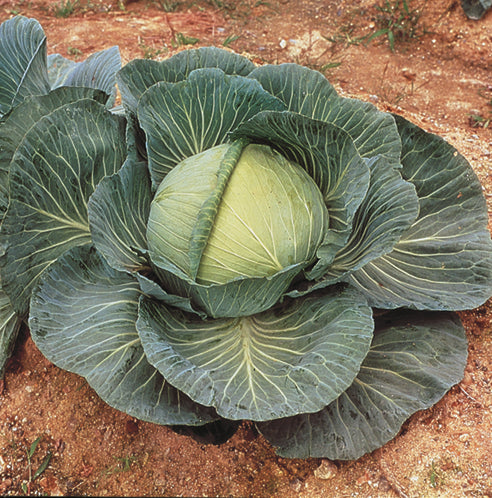  Kk Cross Hybrid Cabbage