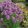 Millennium Allium