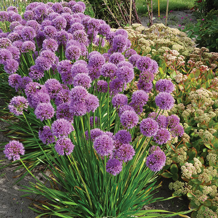  Millennium Allium