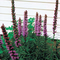  Purple Liatris
