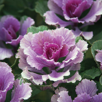  Flare&trade; Rose Hybrid Kale