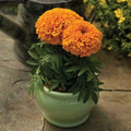  Proud Mari Orange Marigold