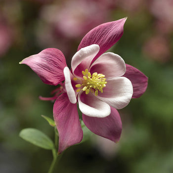 Kirigami&trade; Rose & Pink Aquilegia