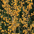  Winterberry Offer - Gold