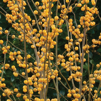  Winterberry Offer - Gold