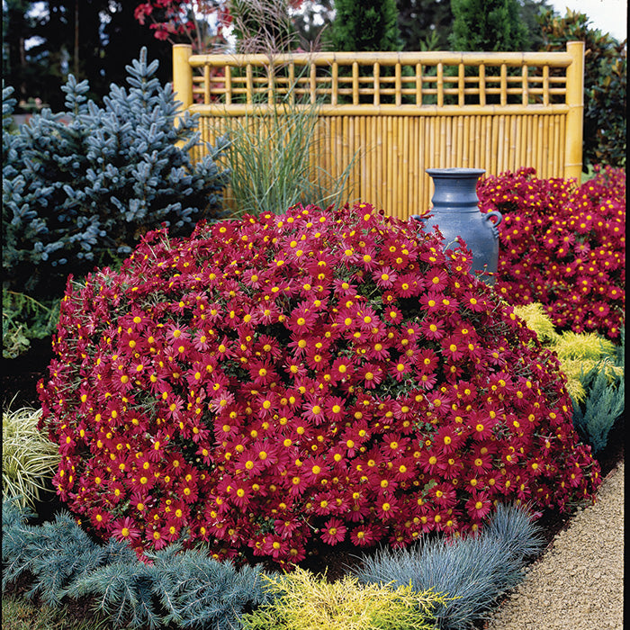  Mammoth Red&trade; Daisy Chrysanthemum