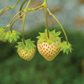  Pineberry