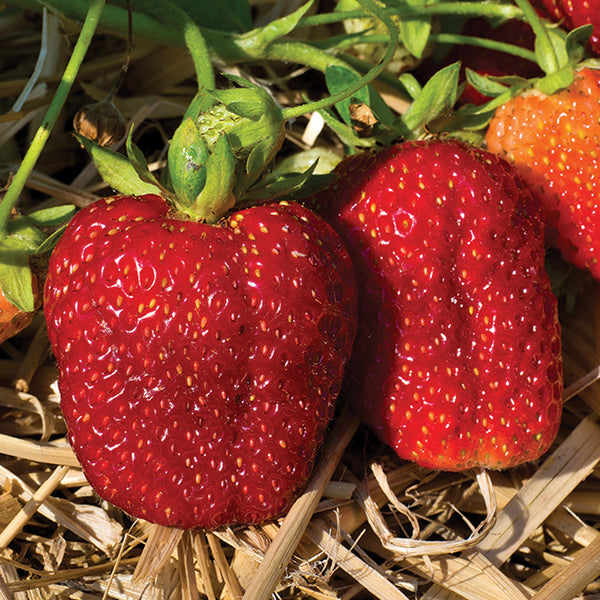  Albion Everbearing Strawberry