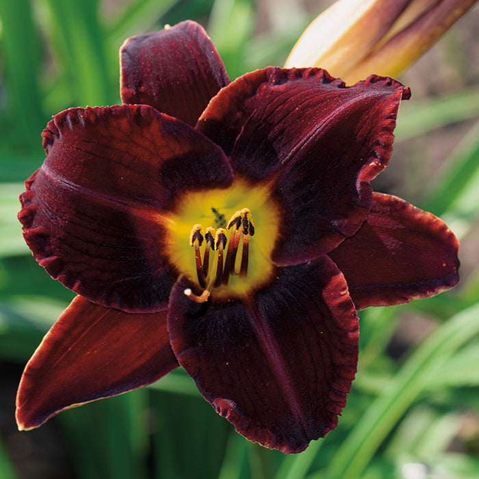  Dominic Daylily