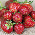  Jewel Junebearing Strawberry