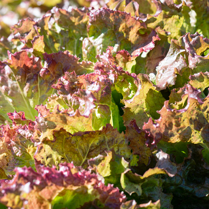  New Red Fire Lettuce