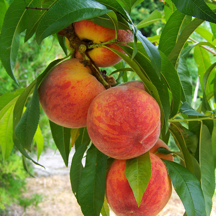  Madison Standard Peach