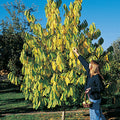  Shenandoah & Seedling Pawpaw Offer