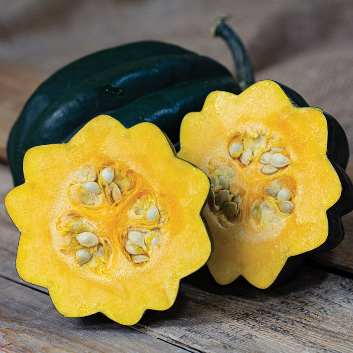  Table Ace Hybrid Acorn Winter Squash