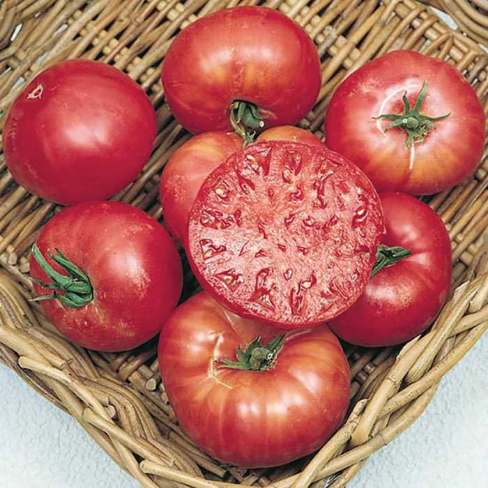  Mortgage Lifter Tomato